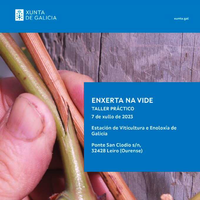 ENXERTA NA VIDE