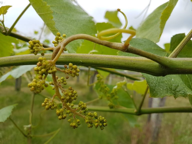 RECOMENDACIÓNS DA ESTACIÓN DE VITICULTURA E ENOLOXÍA DE GALICIA