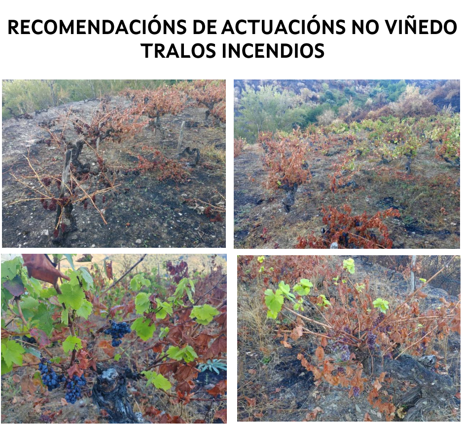Imaxes de viñedos