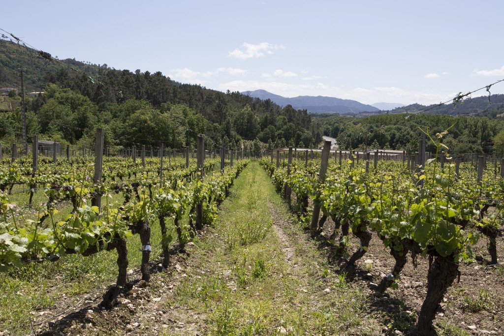 Unha tese doutoral sobre prácticas de cultivo da vide desenvolvida na EVEGA acada a mención internacional