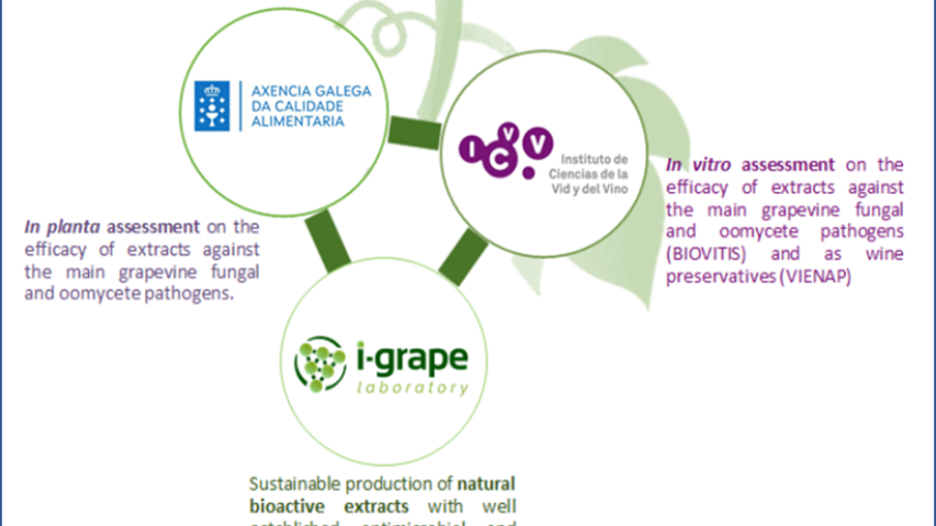 Proxecto GREENVITISV