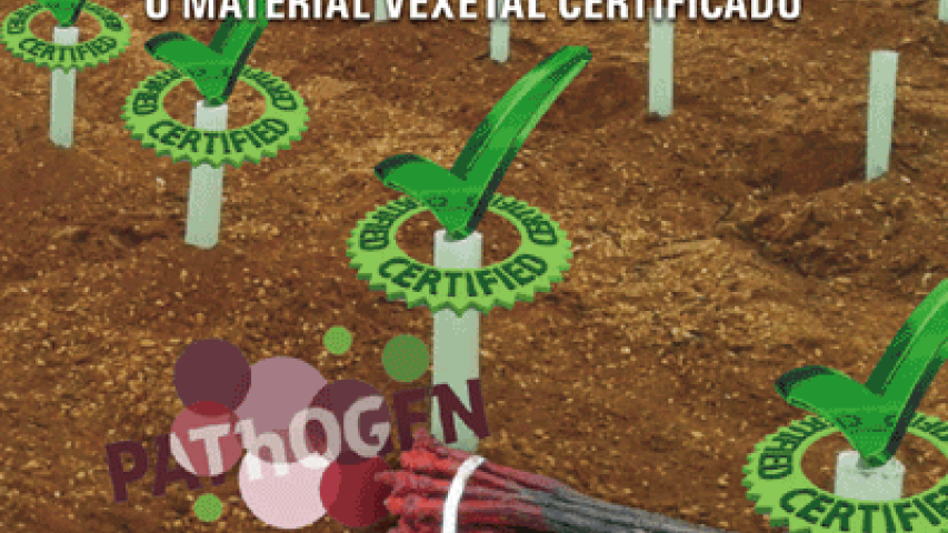 Xornadas Técnicas – A garantía na plantación do viñedo: o material vexetal certificado