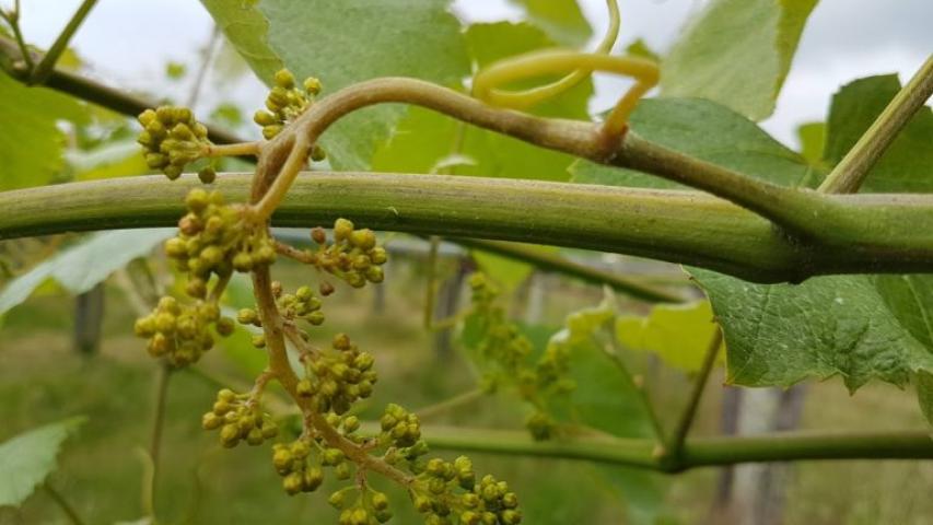 RECOMENDACIÓNS DA ESTACIÓN DE VITICULTURA E ENOLOXÍA DE GALICIA