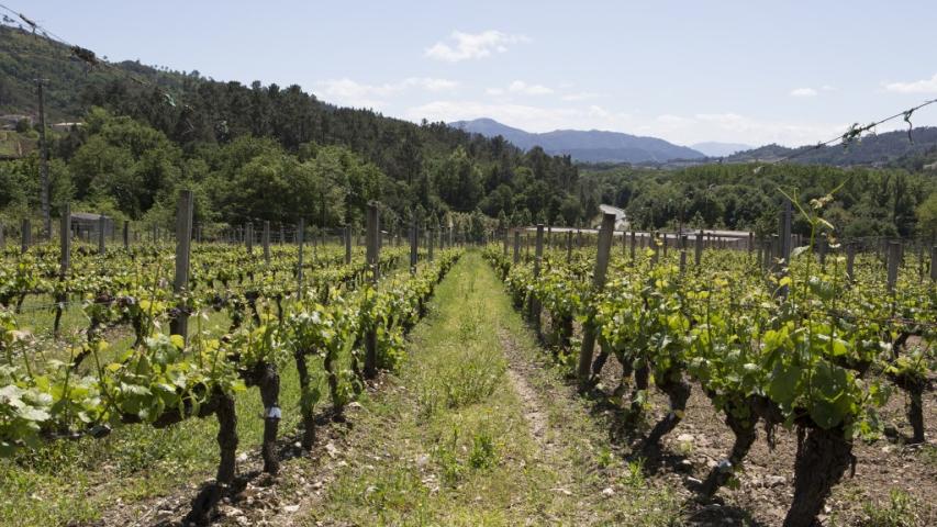 Unha tese doutoral sobre prácticas de cultivo da vide desenvolvida na EVEGA acada a mención internacional